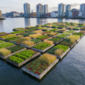 Aerial view of floating farm platforms arranged in neat rows on calm harbor water surrounded by urban architecture