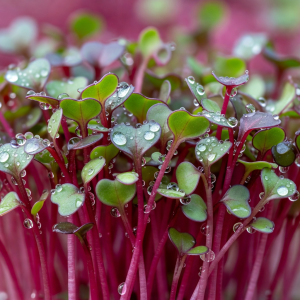 Extreme close-up of radish microgreens showing vivid magenta stems and tiny green leaves with water droplets
